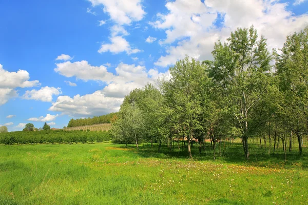 Våren meadow.piedmont, norra Italien. — Stockfoto