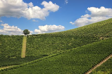 piedmont bağlar. Kuzey İtalya.