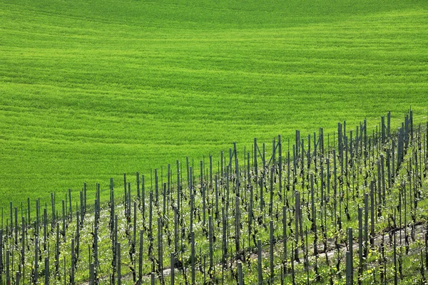 Zelená louka. Piemont, Itálie. — Stock fotografie