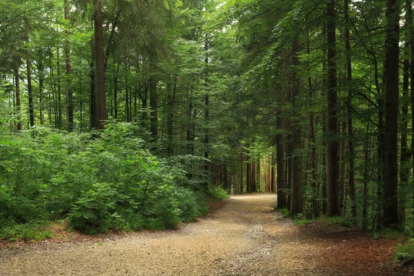 Bosque verde en Alemania . —  Fotos de Stock