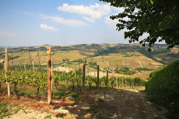 Widok na wzgórza i winnice Piemontu, północnych Włoszech. — Zdjęcie stockowe