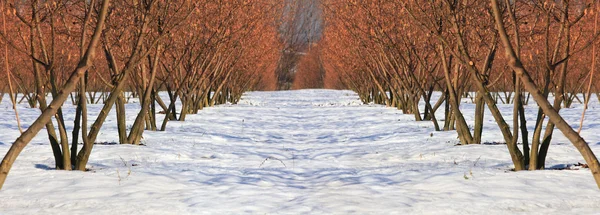 Ağaçlar kar. — Stok fotoğraf