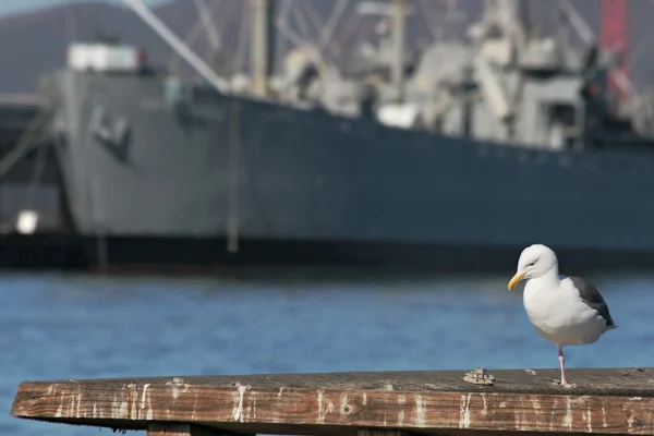 Seagull sitting on wooden fence on Pier 39. — Stock Photo, Image