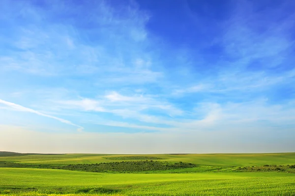 stock image Green meadow under the sky.