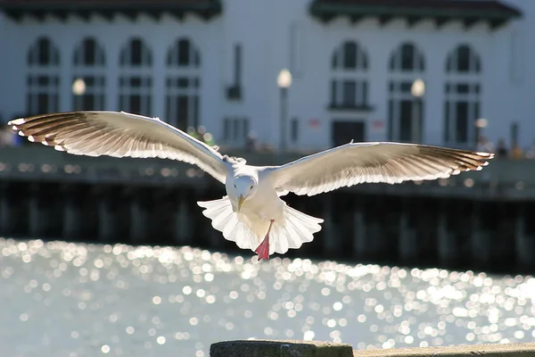 Seagull before landing. San Francisco, USA. — Stock Photo, Image