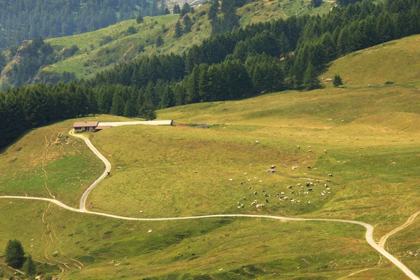 Widok z lotu ptaka na pastwiskach alpejskich. — Zdjęcie stockowe