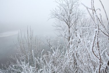 Frost'un dalları üzerinde kırağı. Piedmont, İtalya.