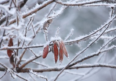 Leafs and rime frost. Piedmont, Northern Italy. clipart
