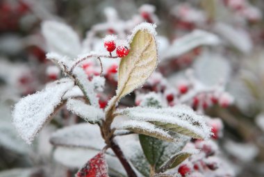 Red berries on frozen leaf. Piedmont, Northern Italy. clipart