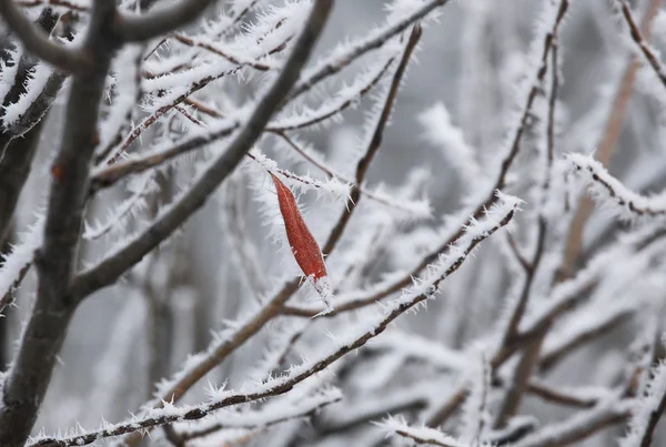 Leaf and rime frost. Piedmont, Northern Italy. — Stock Photo, Image