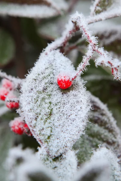 Red berry on frozen leaf. Piedmont, Northern Italy. — Stock Photo, Image