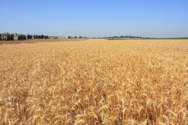 buğday alanı. İsrail.