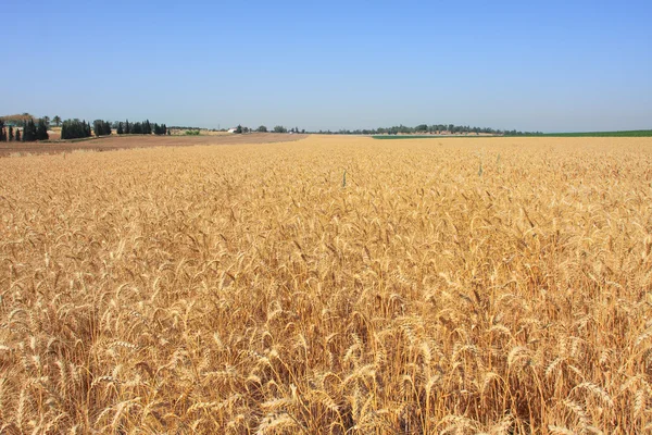 stock image Wheat field. Israel.