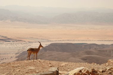 Ibex on the cliff. clipart