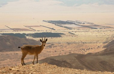 Ibex on the cliff. clipart