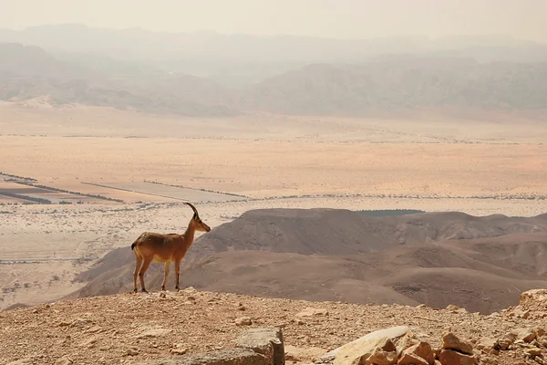 Steenbok op de klif. — Stockfoto