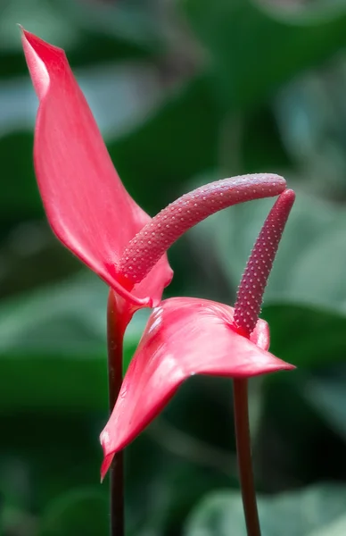 stock image Two Anthuriums.