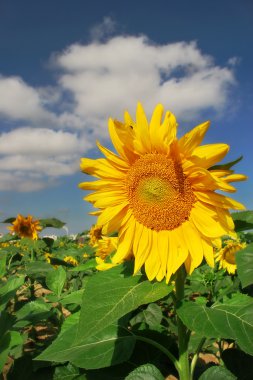 Sunflower under blue sky. clipart