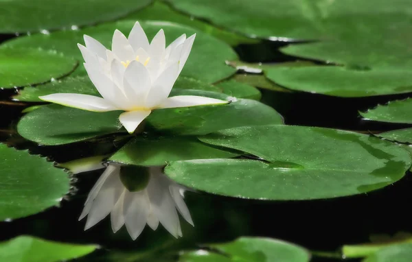 White water lily. — Stock Photo, Image
