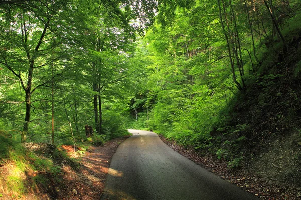 Road through forest. Germany. — Stock Photo, Image