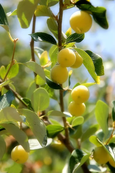 Żółte owoce na drzewie. — Zdjęcie stockowe