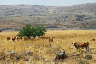 sahada inek sürüsü. Golan Tepeleri, İsrail.