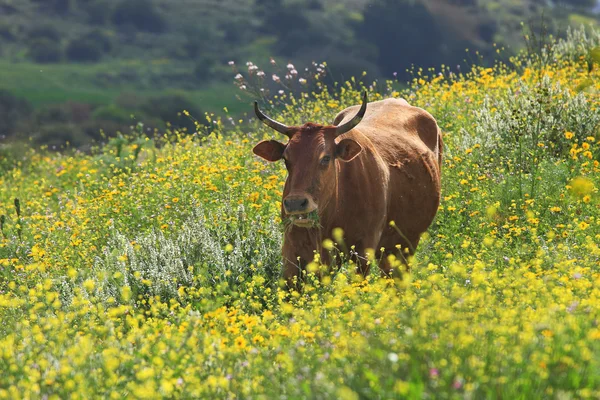 Stock image Cow on the field. Israel.