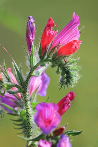 stock image Field flower.