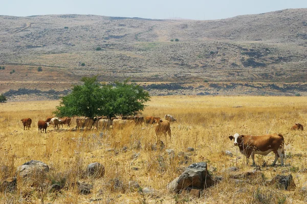 Herd of cows on the field. Golan Heights, Israel. — Stock Photo, Image