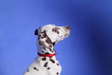 Dalmation clipart