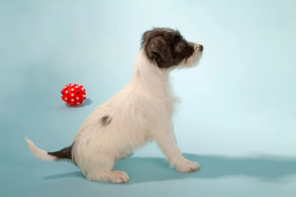 Jack Russell Terrier tiszteletes — Stock Fotó