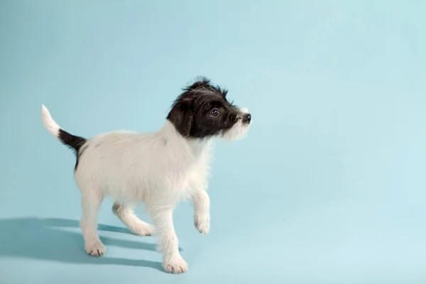 Parson Jack Russell Terrier — Fotografia de Stock