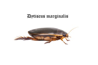 Water floating bug (Dytiscus marginalis) clipart