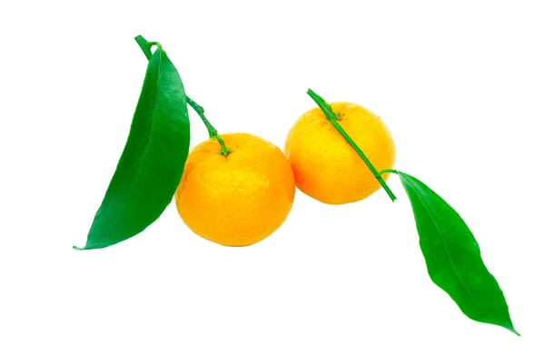 Zwei Mandarinen auf weißem Hintergrund — Stockfoto