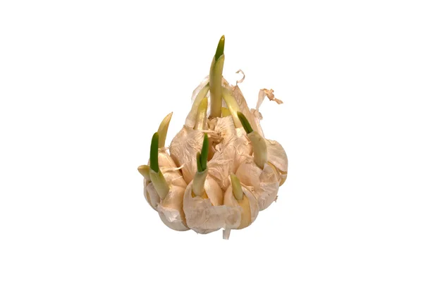 Το φύτρο σκόρδο — Φωτογραφία Αρχείου
