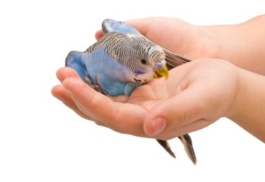 Wavy parrot in hands clipart