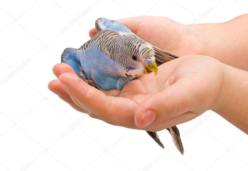 Wavy parrot in hands