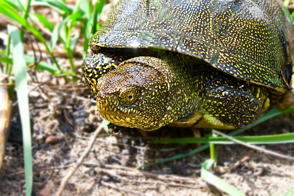 River turtle — Stock Photo, Image