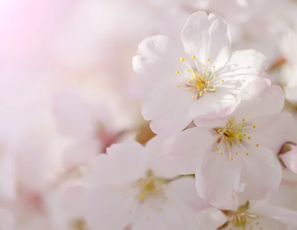 Blüte apricot