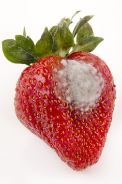 Strawberry with mold fungus clipart