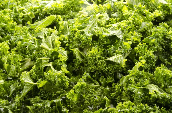 Washed and sliced curly kale — Stock Photo, Image