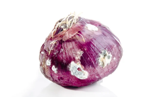 Пурпурный лук с покрытием — стоковое фото