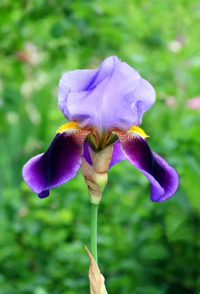 Iris barbuto . — Foto Stock