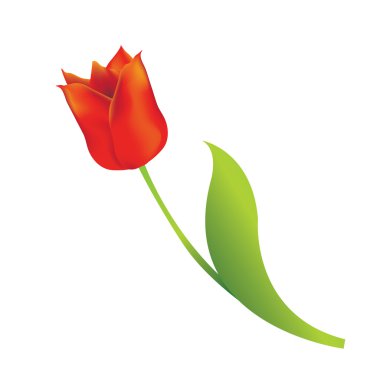 Red tulip on white background clipart