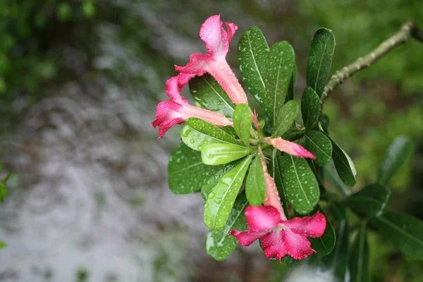 Yağmurda tropikal çiçek