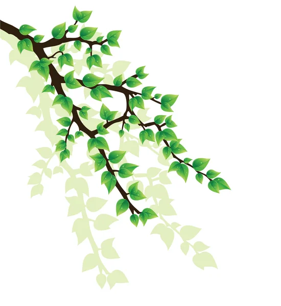Branch of tree — Stock Vector