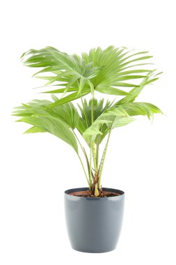 Potted Plant clipart