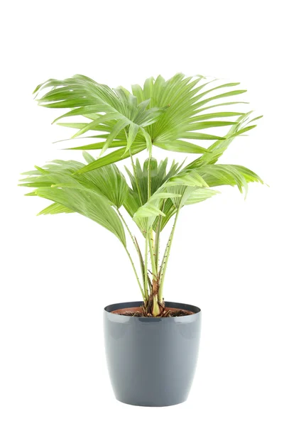 Ingegoten plant — Stockfoto