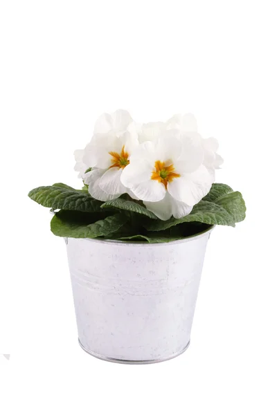 Beyaz çuha çiçeği — Stok fotoğraf