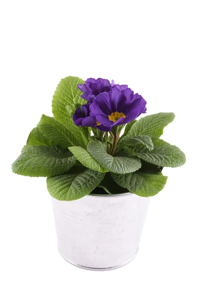 Purple Primrose — Stock Photo, Image
